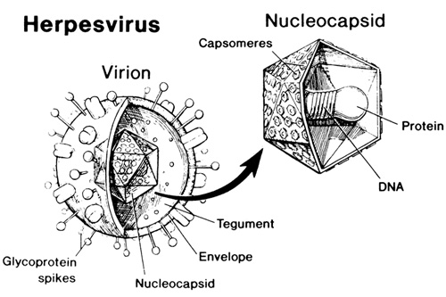 vi khuẩn herpes