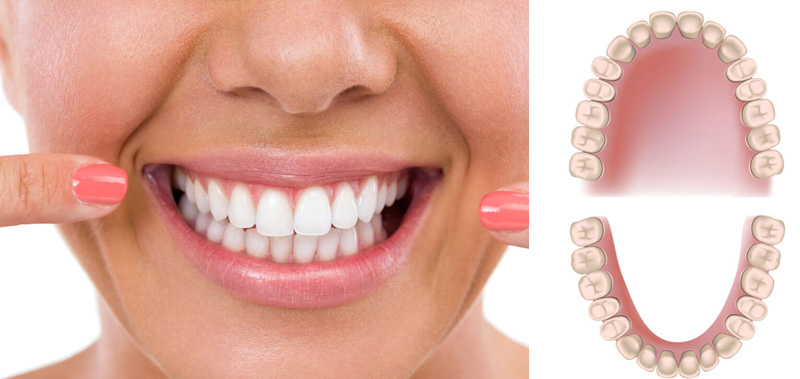 người lớn có bao nhiêu chiếc răng